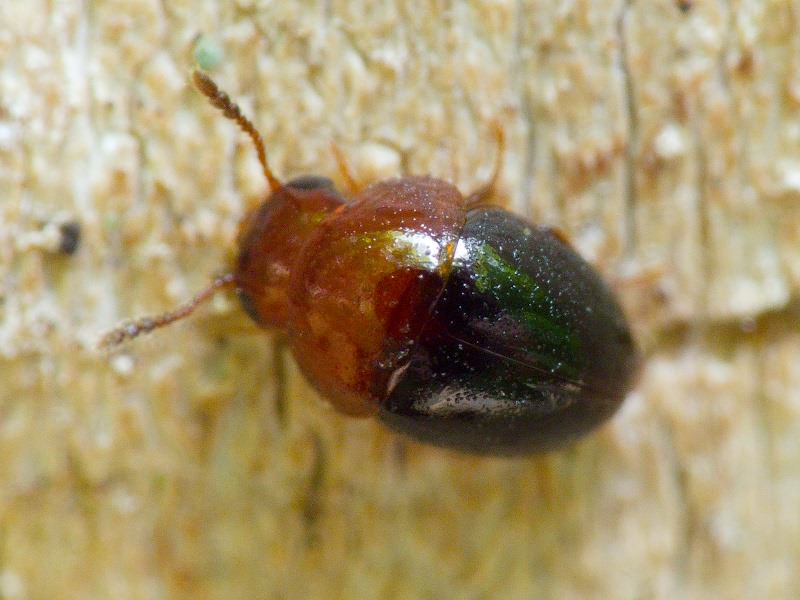 Agathidium nigripenne (Fabricius, 1792)
